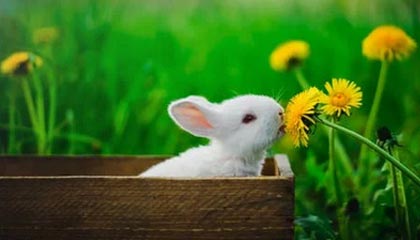 新余伴游，定制QQ：3494206190微信：act1322